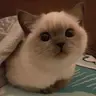 Profile picture of Weeping Kittens