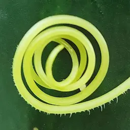 Exuvie